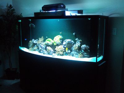 The 175 gallon reef tank glowing in a darkened room, blue aquarium lighting over the live rock aquascape