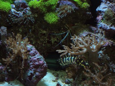 Cleaner shrimp with long white antennae perched above branching stony coral, a yellow and black patterned fish resting below