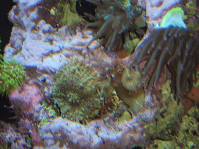 Closeup of green polyps, purple coralline encrusted rock and tan soft corals